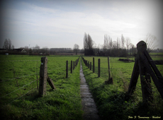 Trage wegen