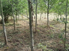 Bos