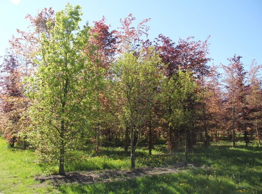 Inheemse bomen Inheemse bomen