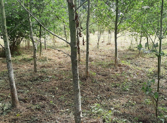Bos Bos