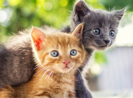 Kitten Kitten
